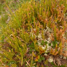 photo of grasses and mosses up close in the summer