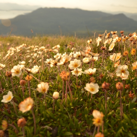 photo of flowers leaves opening in the spring